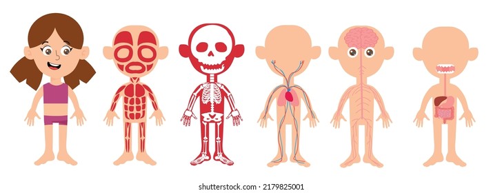 My body, educational anatomy body organ chart for kids. Cute cartoon little girl and his bodily systems: muscular, skeletal, circulatory, nervous and digestive. Isolated infographic clip art.