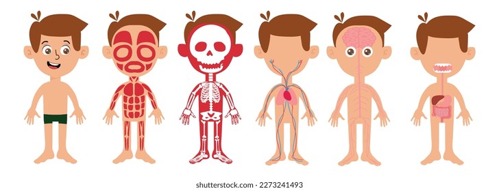 My body, educational anatomy body organ chart for kids.