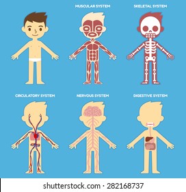 "My body", educational anatomy body organ chart for kids. Cute cartoon little boy and his bodily systems: muscular, skeletal, circulatory, nervous and digestive.