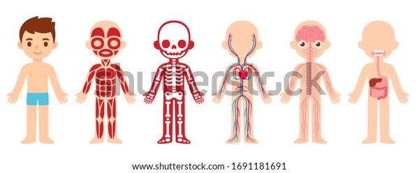 My body, educational anatomy body organ chart for\
kids. Cute cartoon little boy and his bodily systems: muscular,\
skeletal, circulatory, nervous and digestive. Isolated vector\
infographic clip art.