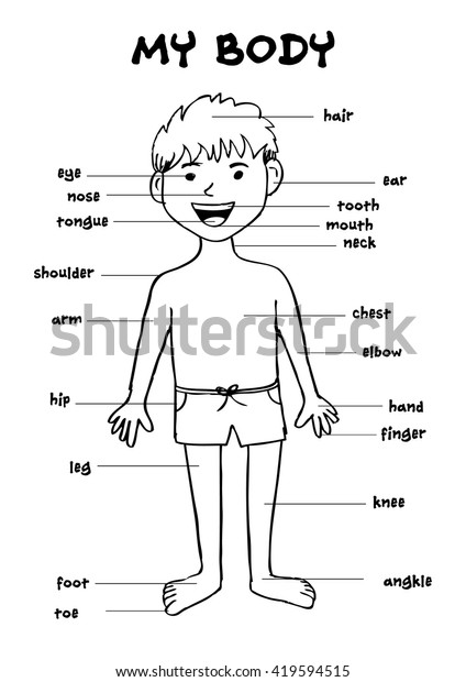My Body Educational Info Graphic Chart Stock Vector Royalty Free