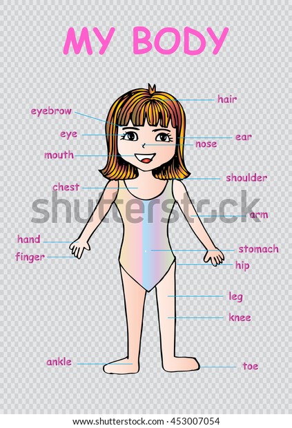 My Body Educational Info Graphic Chart Stock Vector (royalty Free 