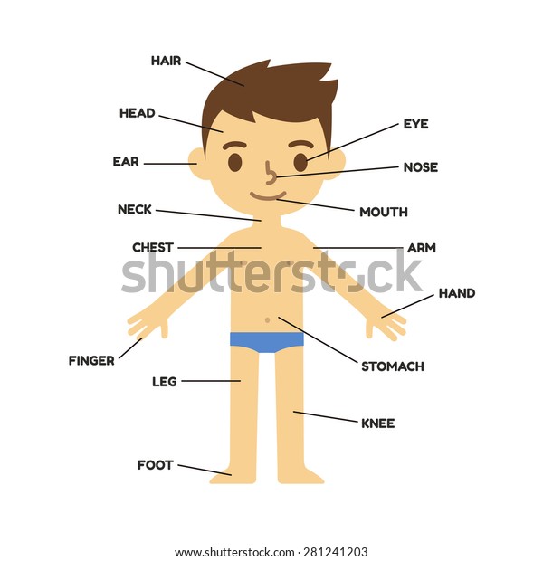 My Body Educational Infographic Chart Kids Stock Vector (Royalty Free