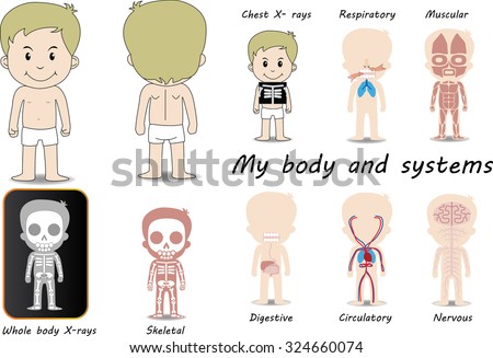 my body educational medical anatomy chart stock vektorgrafik body systems chart