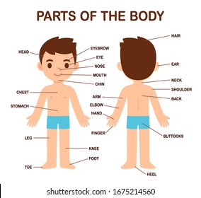 My Body, human body parts diagram on cute cartoon boy. Educational infographic chart for kids, science or language learning. Labels on separate layers. Isolated on white background.