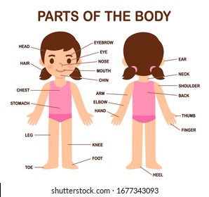 My Body  human body parts diagram cute cartoon girl  Educational infographic chart for kids  science language learning  Labels separate layers  Isolated white background 