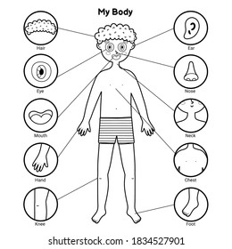 675 body parts worksheet images stock photos vectors shutterstock