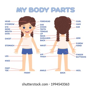 597 External Parts Body Images, Stock Photos & Vectors 