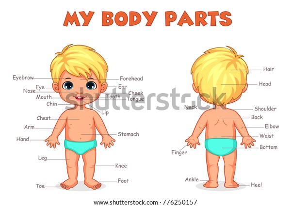 私の体は子ども向けの少年イラストを分ける のベクター画像素材 ロイヤリティフリー