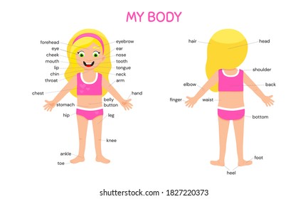 My body poster. Cute kid girl shows his body parts medical anatomy chart placard or poster flat style cartoon vector illustration isolated on white background.