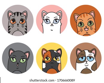 Meine Katzen zu Hause