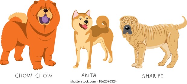 My funny dogs. Color face.