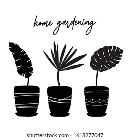 My hobby home gardening. Potted plant silhouette. Hand drawn banana, dates, monstera palms. Growing exotic plants in homeland. Tropical exotic leaves 2