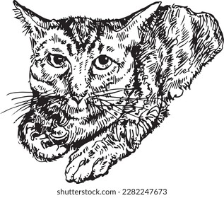 My line drawing It's a cat pattern.