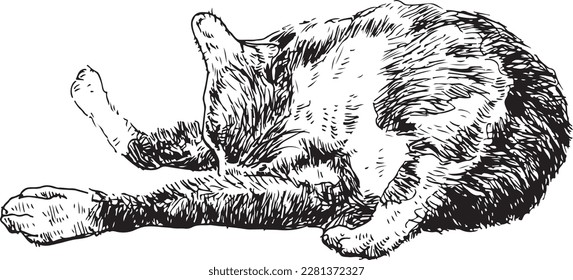 Mein thailändisches Katzenmuster Zieht mit einem schwarzen Stift.