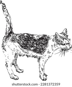 Mein thailändisches Katzenmuster Zieht mit einem schwarzen Stift.