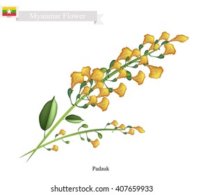 Myanmar Flower, Illustration of Padauk Flowers or Papilionoideae Flowers. The National Flower of Myanmar.