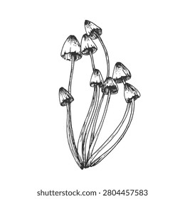 Mycena mushrooms vector illustration. A group of small mushrooms hand-drawn in ink. Black and white graphic sketch. For autumn product label design. 