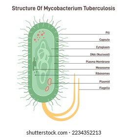 Mycobacterium tuberculosis. Bacteria, causative agent of tuberculosis. Microorganism cell structure. Laboratory research concept. Flat vector illustration