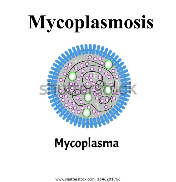 Mycoplasma. Bacterial infections Mycoplasma.\
Sexually transmitted diseases. Infographics. Vector illustration on\
isolated\
background.