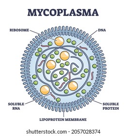 Mycoplasma infection respiratory illness, vector illustration diagram. Microscopic cross section of bacteria genus that lack a cell wall around their cell membranes and are resistant to antibiotics.