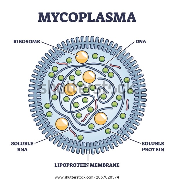 Mycoplasma infection respiratory illness,\
vector illustration diagram. Microscopic cross section of bacteria\
genus that lack a cell wall around their cell membranes and are\
resistant to\
antibiotics.