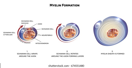 Myelin Sheath Formation Of The Neuron