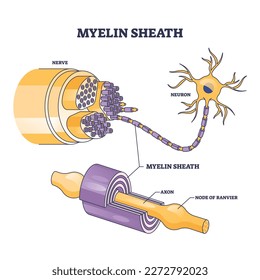 Myelin sheath as insulation layer for brain or spinal nerve outline diagram. Labeled educational anatomical scheme with physiological neuron, axon and node of ranvier location vector illustration.