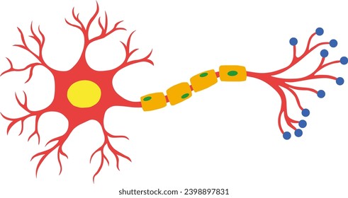 Myelinated Neuron in Cell Anatomy Icon