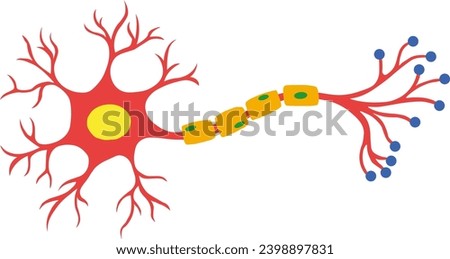 Myelinated Neuron in Cell Anatomy Icon
