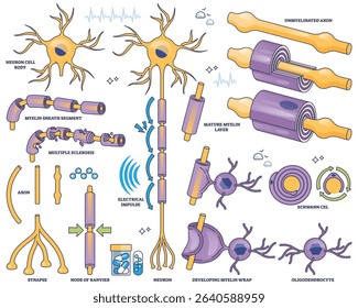 Myelination is shown with neurons, myelin sheath, and axons, illustrating nerve signal transmission and demyelination. Outline style collection