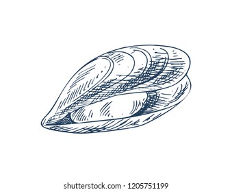 Mylitus saltwater mussel, marine bivalve mollusc. Common nutrition product and mariculture specie illustration. Monochrome vector sketch style icon.