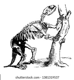 Mylodon an extinct giant ground sloth found in deposits formed during the ice age of the Pleistocene epoch in South America, vintage line drawing or engraving illustration.