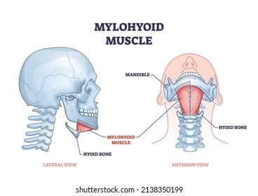 Mylohyoid muscle and hyoid bone with throat muscluar system outline diagram. Labeled educational medical anatomy scheme with mandible skeletal parts from lateral and anterior view vector illustration.