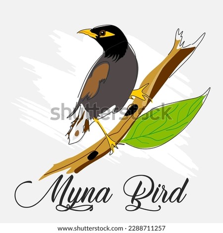 Myna Bird Vector Art, Graphics and Stock Illustrations