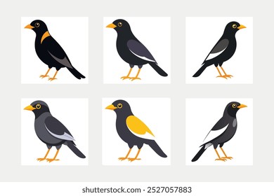 A myna bird vector image illustration