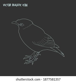 Myna icon line element. Vector illustration of myna icon line isolated on clean background for your web mobile app logo design.