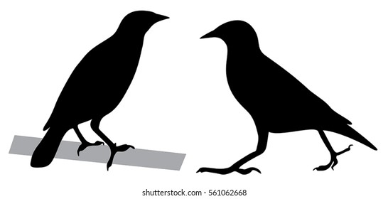 Myna Silhouette, isolated