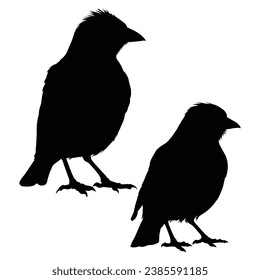 Myna Silhouette on White Background