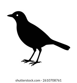 Myna Silhouette Vector Art Design | Black and White Myna Bird Vector Illustration