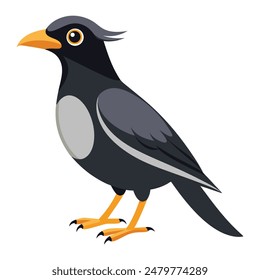 mynah bird on a white background