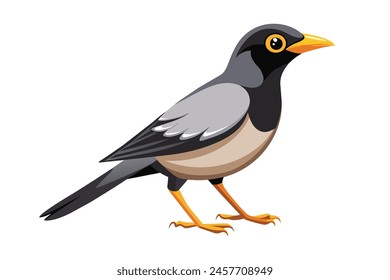 Mynah flat vector illustration on white background.
