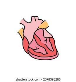 Myocarditis color line icon. Human diseases. Pictogram for web page, mobile app, promo.