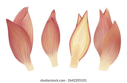 Myoga Japanese Ginger Herb Plant for Japanese Cuisine Illustration