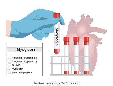 Um teste de mioglobina é uma maneira rápida e fácil para o profissional de saúde verificar se há sinais de lesão muscular. Uma vez que os resultados do teste de marcadores sanguíneos simples...