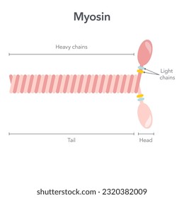 Myosin molecule scientific vector illustration diagram