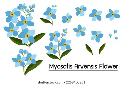 Myosotis arvensis flowers on white background.Eps 10 vector