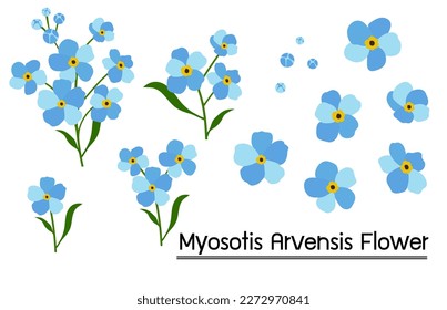 Myosotis arvensis flowers on white background.Eps 10 vector