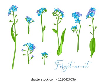 Myosotis sylvatica or forget-me-not. Vector illustration of woodland flower isolated on white background. Some variations.