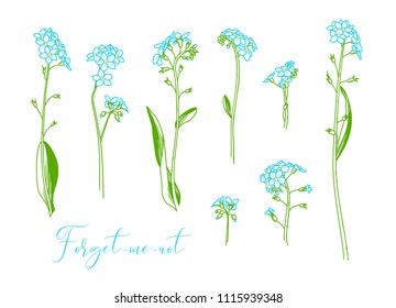 Myosotis sylvatica or forget-me-not. Vector linear colored illustration of woodland flower isolated on white background. Some variations.